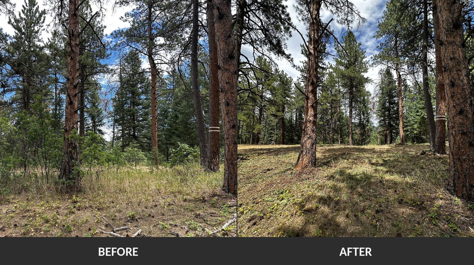 Before and after on a Blazeguard brush clearing job: dense understory and ladder fuels on the left, the same stand cleared to open, mulched ground on the right